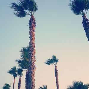 Low angle view of coconut palm tree against clear sky