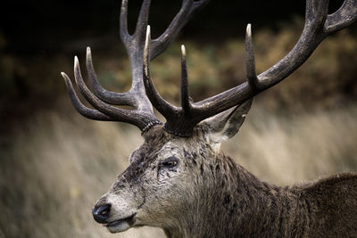 Close-up of antler in forest