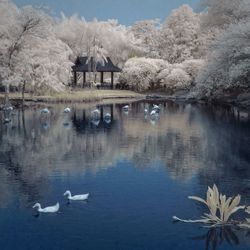 Reflection of trees in water