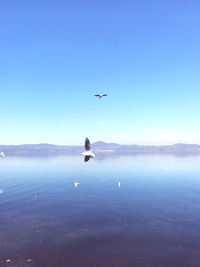 Seagull flying over sea against blue sky