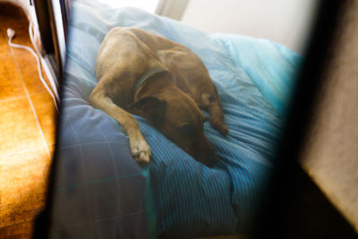 View of dog sleeping