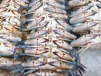 High angle view of fish for sale in market