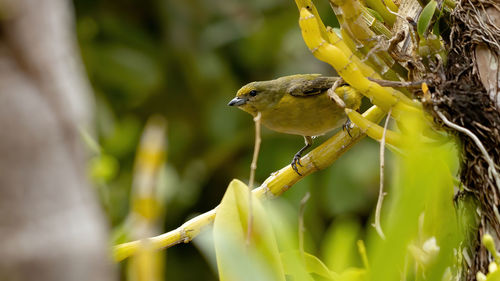 Close-up of bird perching on a branch