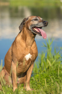 Close-up of a dog looking away