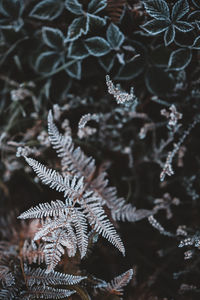 Close-up of frozen pine tree at night