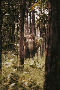 Horse in a forest