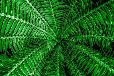 Full frame shot of palm tree leaves