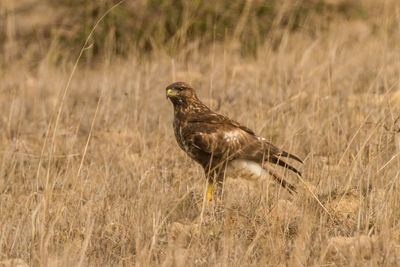 Close-up of hawk perching on field