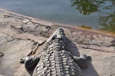 Lizard in water