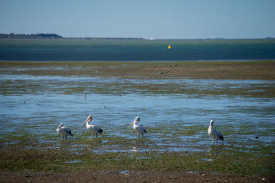 Birds on the beach