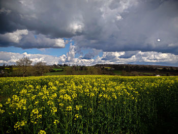 Scenic view of oilseed rape field against cloudy sky