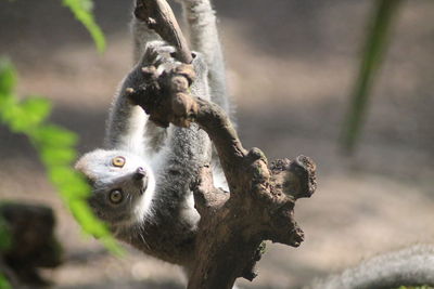 Monkey on tree branch