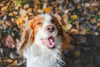 High angle view of dog with mouth open sitting on land