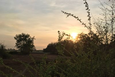 Plants growing on field against sky during sunset