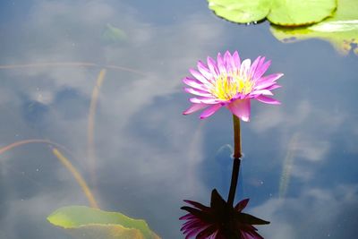 Close-up of pink water lily in lake