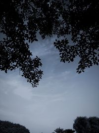 Low angle view of silhouette trees against sky