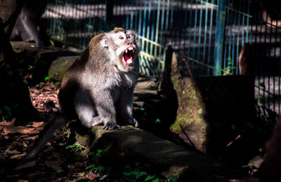 View of a cat yawning