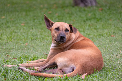 Portrait of dog relaxing on field