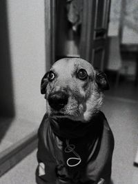Close-up of dog