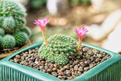 Close-up of pink cactus flower pot