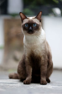 Portrait of cat sitting on floor