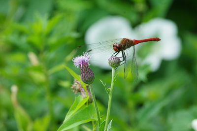 Close-up of insect pollinating on flower