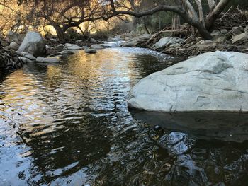 Reflection of trees in water