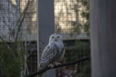 Bird perching in cage