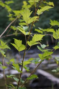 Close-up of plant