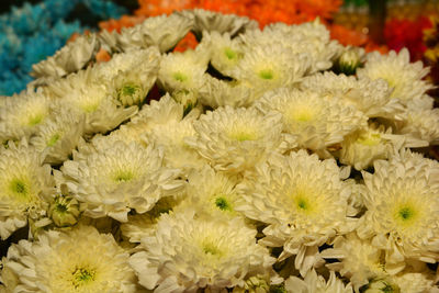 Close-up of yellow flowering plants for sale in market