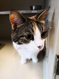 Close-up portrait of a cat looking away