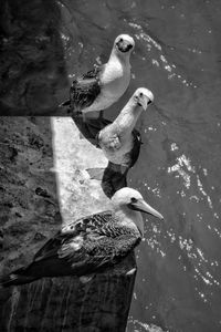 Seagull perching on wood