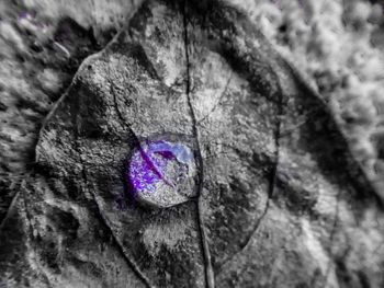 Full frame shot of purple leaf