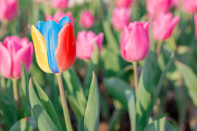 Beautiful pink tulips green leaf isolated on white background. object with clipping path.