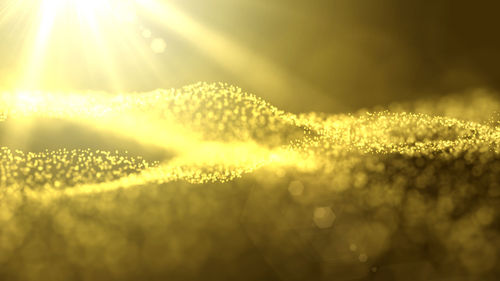 Close-up of yellow flowers on sunny day