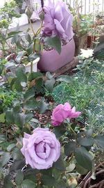 Close-up of pink rose bouquet