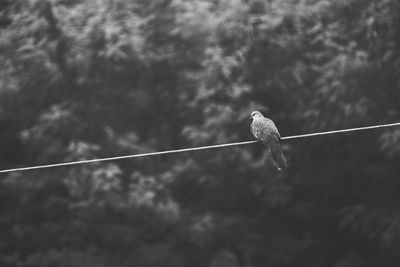 Bird flying against sky