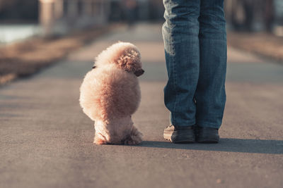 A beautiful miniature toy poodle dog sits at the feet of its owner, a walk at sunset