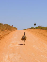 View of an emu on a street