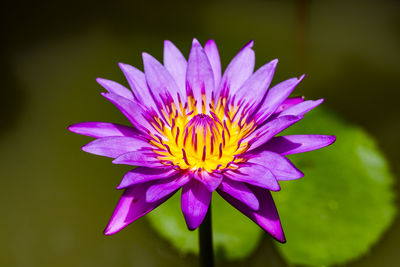 Close-up of purple flower