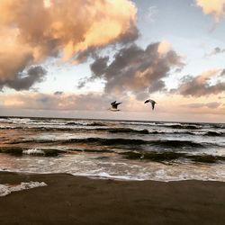 Birds flying over beach against sky