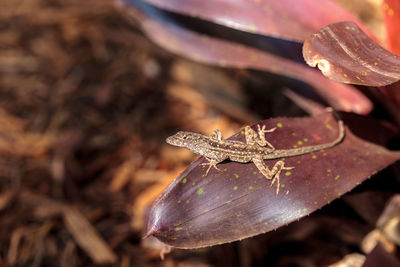 Close-up of insect on flower