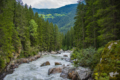 Scenic view of river amidst trees in forest