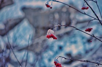 Close-up of red berries on tree