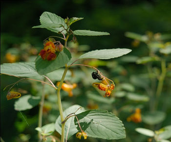 Close-up of bee pollinating on flower