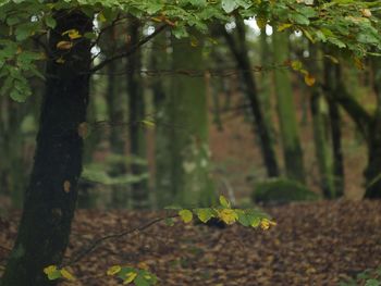 Leaves on tree trunk in forest