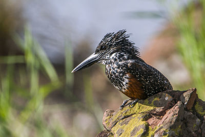 Close-up of bird perching