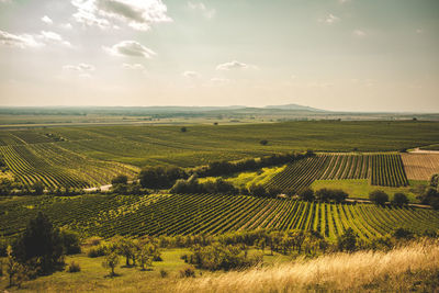 Scenic view of vineyard against sky