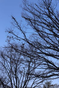 Low angle view of bare tree against clear blue sky