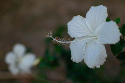 Close-up of white hibiscus flower